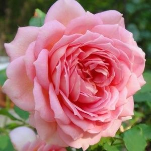 Level II Posh Ambassador- I love all things pretty, classic & stylish